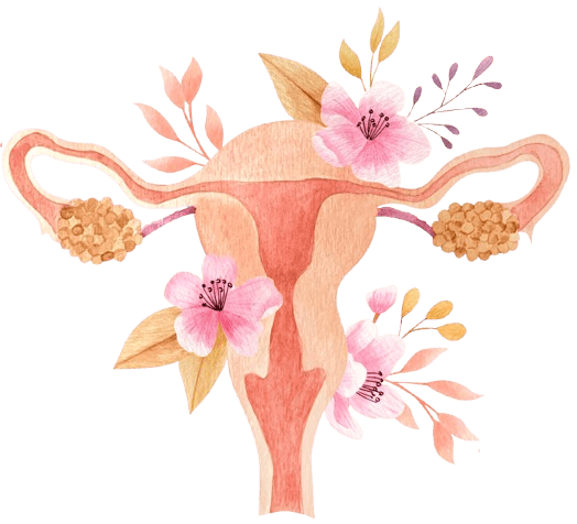 Ilustración en acuarela de un útero humano con ovarios, adornado con flores y hojas rosas.